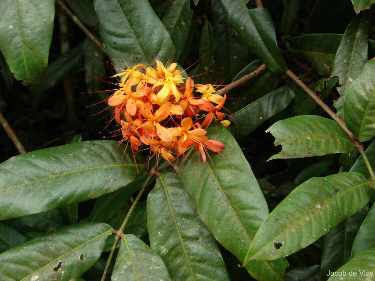 Saraca asoca (Roxb.) J.J.de Wilde
